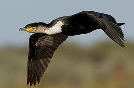 Cormoran à poitrine blanche