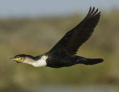 Cormoran à poitrine blanche