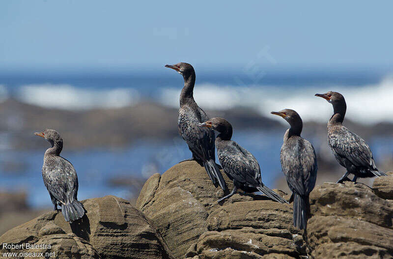 Cormoran africain, habitat, pigmentation