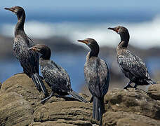 Cormoran africain