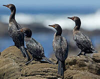 Cormoran africain