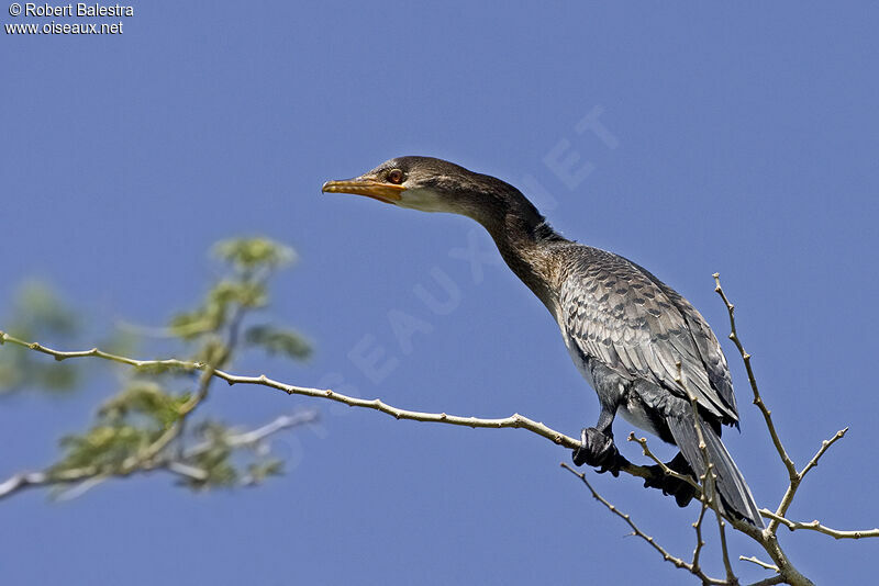 Reed Cormorant