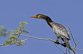 Reed Cormorant