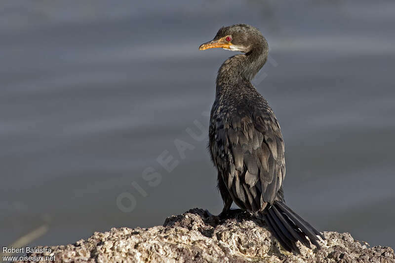 Reed Cormorantadult, identification