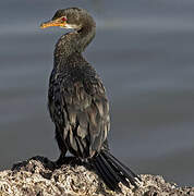 Reed Cormorant