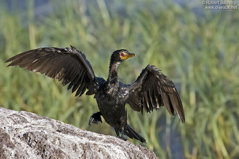 Cormoran africain