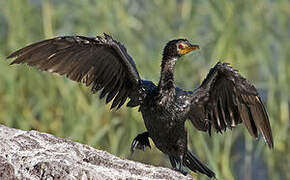 Cormoran africain