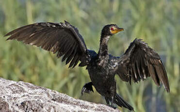 Cormoran africain