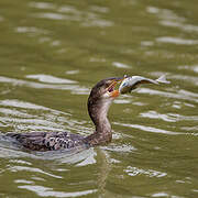 Reed Cormorant