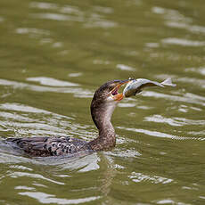 Cormoran africain