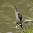 Cormoran africain