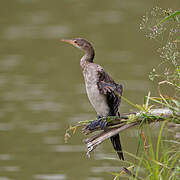 Reed Cormorant