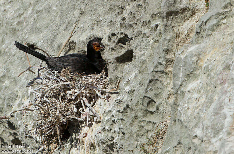 Cormoran couronnéadulte, Nidification