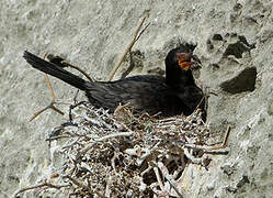 Crowned Cormorant