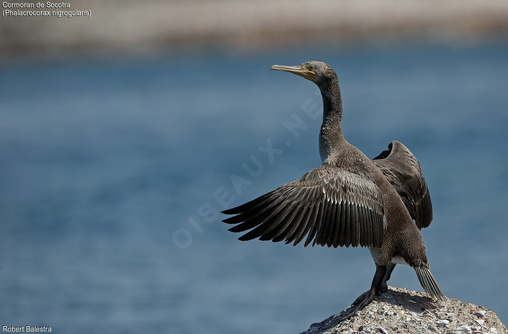 Socotra Cormorant