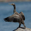 Cormoran de Socotra