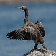 Socotra Cormorant