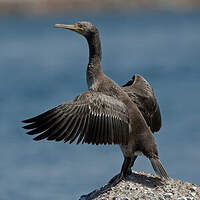 Cormoran de Socotra