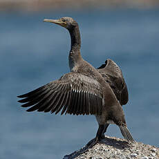 Cormoran de Socotra