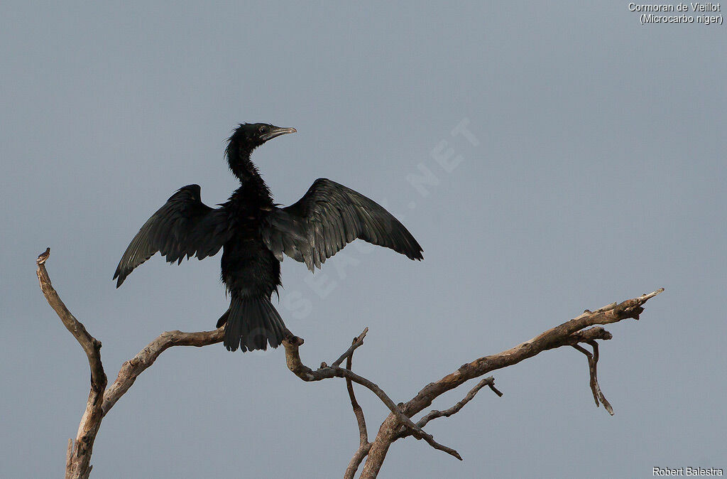 Little Cormorant