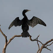 Little Cormorant