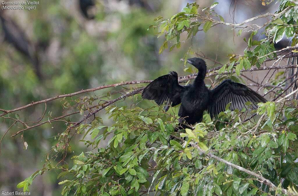 Cormoran de Vieillot