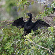 Little Cormorant