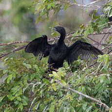 Cormoran de Vieillot