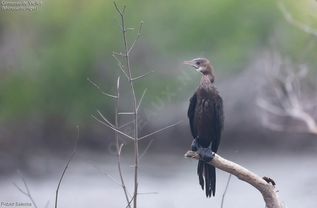 Little Cormorant