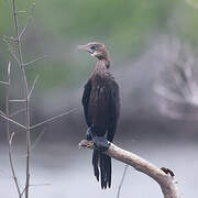 Little Cormorant