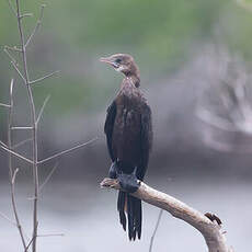 Cormoran de Vieillot