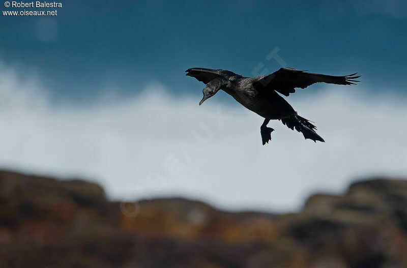 Bank Cormorant