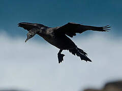 Bank Cormorant