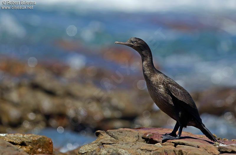 Cormoran des bancs