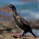 Cormoran des bancs