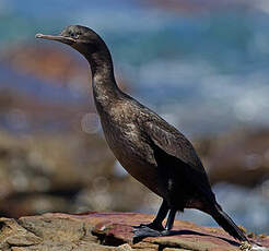 Cormoran des bancs