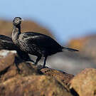 Cormoran des bancs