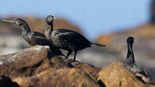 Bank Cormorant