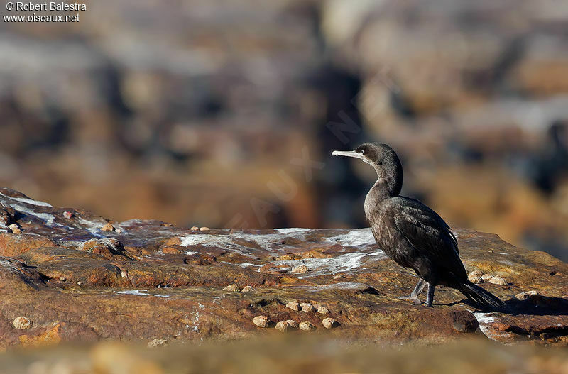 Cormoran des bancs