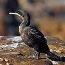 Cormoran des bancs