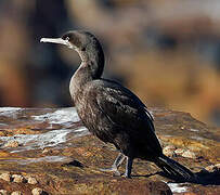 Cormoran des bancs