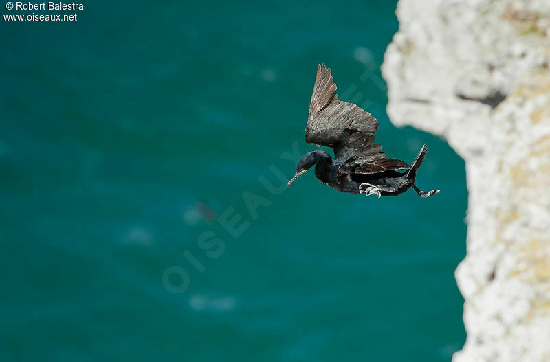 Cape Cormorant