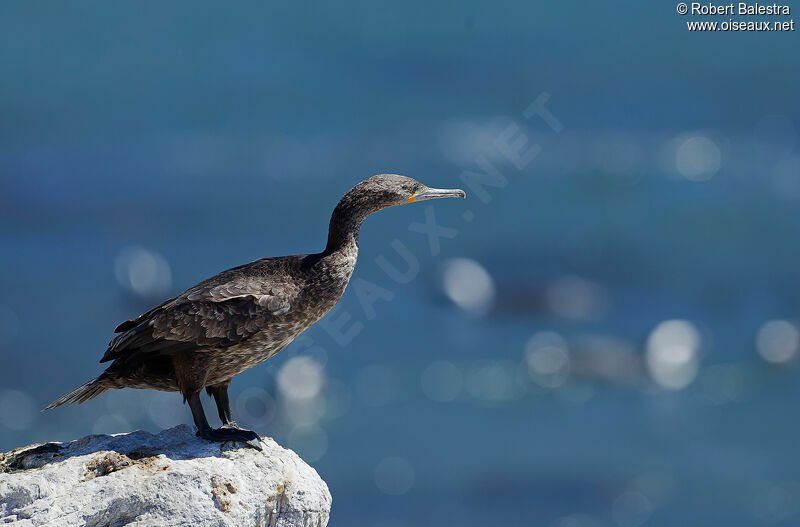 Cormoran du Cap