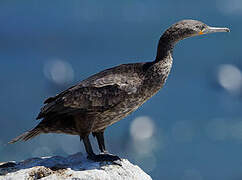 Cape Cormorant