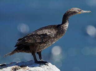 Cormoran du Cap