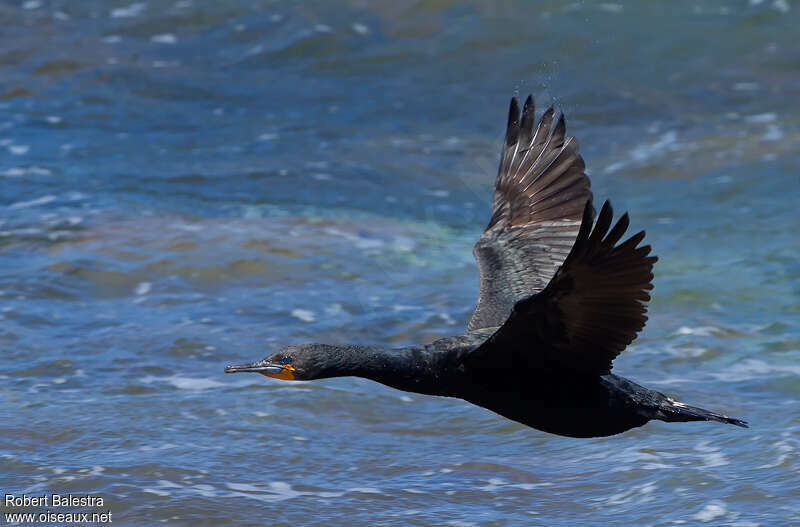 Cape Cormorantadult, Flight