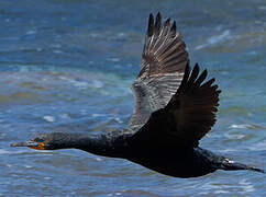 Cape Cormorant