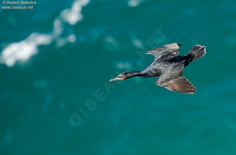 Cape Cormorant