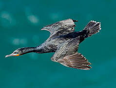 Cape Cormorant