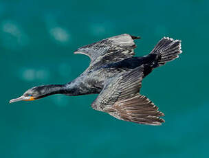 Cormoran du Cap